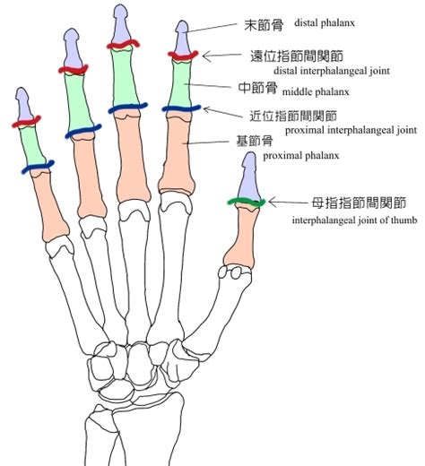 手指第一指節|手指